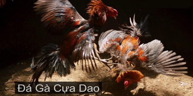 choi-ga-da-cua-dao